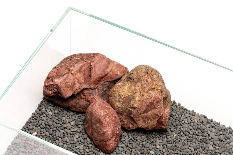 UNS Controsand - Kona Substrate - Buce Plant