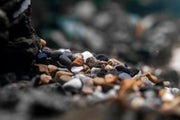 UNS Controsand - Santa Fe Substrate - Buce Plant