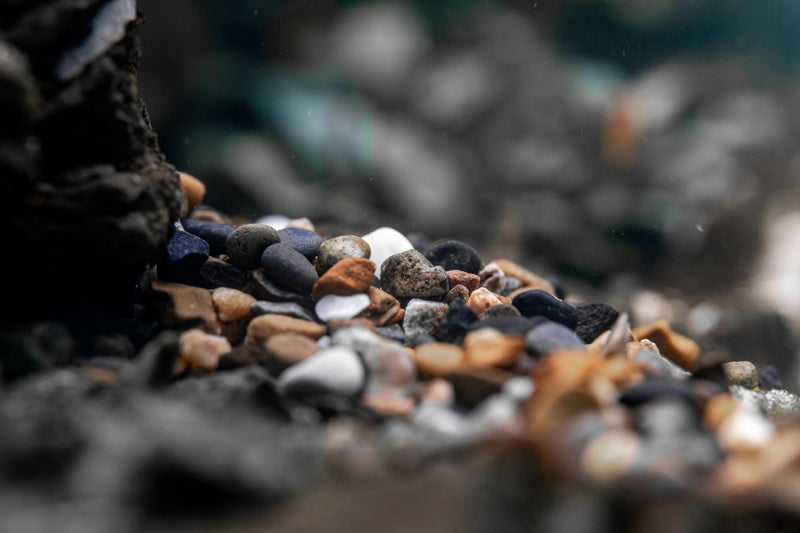 UNS Controsand - Santa Fe Substrate - Buce Plant