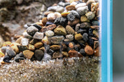 UNS Controsand - Santa Fe Substrate - Buce Plant