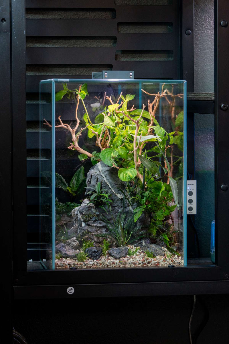 UNS Controsand - Tahoe Substrate - Buce Plant