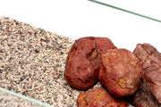 UNS Controsand - Tahoe Substrate - Buce Plant