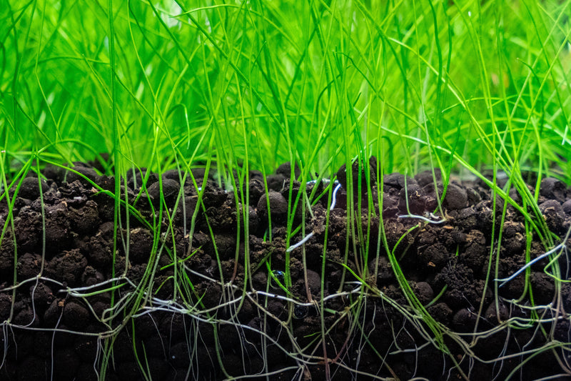 UNS Controsoil Black Substrate - Buce Plant