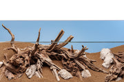 Nano Horn Wood Driftwood - Buce Plant
