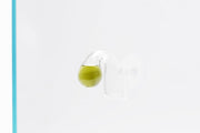 UNS Drop Checker Accessories - Buce Plant