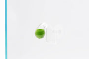 UNS Drop Checker Accessories - Buce Plant
