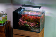 UNS Dual AIO Rimless Tank Glass Lids Glass Lids - Buce Plant