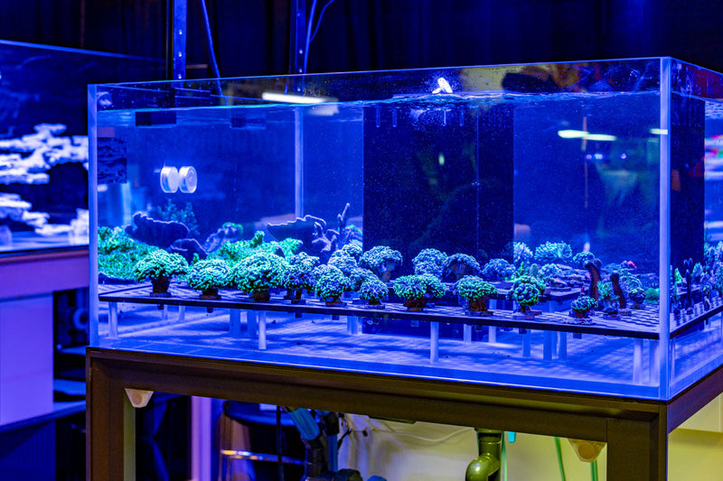 Rimless tank from UNS Frag System R80 series by Ultum Nature Systems, clear glass with sleek rimless design.