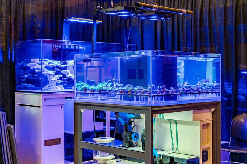 Rimless UNS Frag System R80 aquarium tank by Ultum Nature Systems with clear glass and sleek design