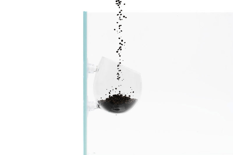 UNS Glass Cup Accessories - Buce Plant