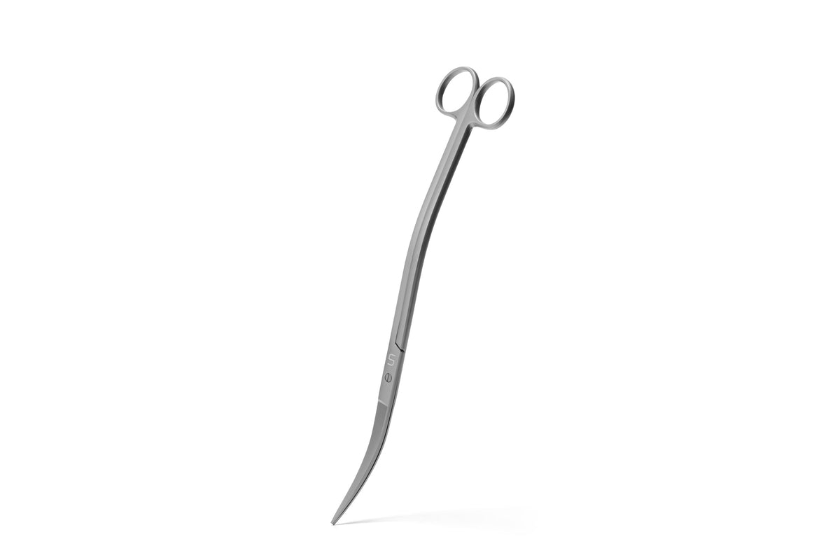 UNS Grey Wave Scissors — Buce Plant