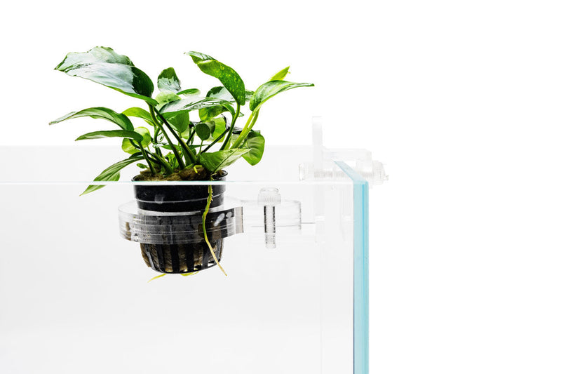 UNS Hydro Pot Holder Accessories - Buce Plant