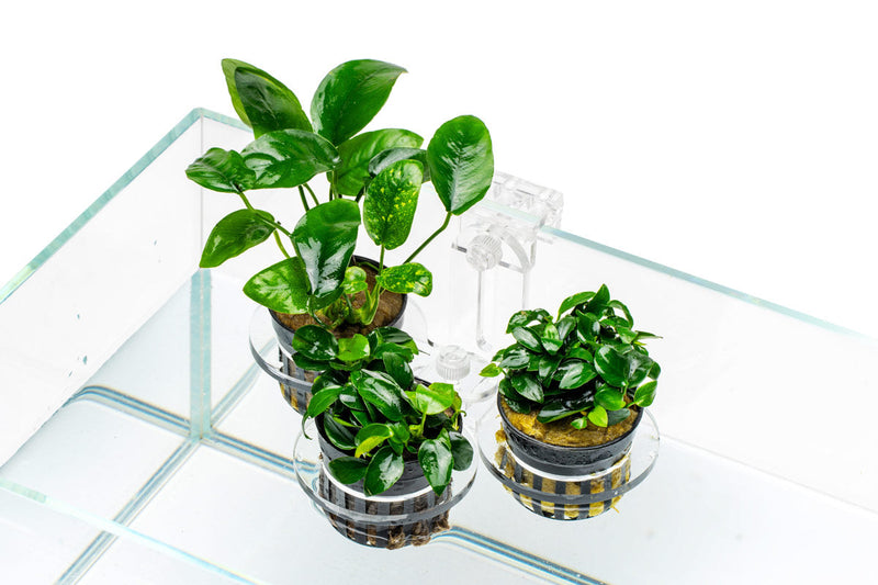 UNS Hydro Pot Holder Accessories - Buce Plant