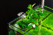 UNS Hydro Pot Holder Accessories - Buce Plant