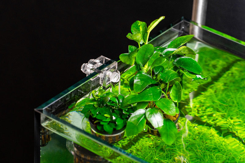 UNS Hydro Pot Holder Accessories - Buce Plant