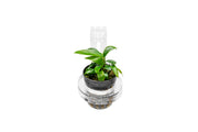 UNS Hydro Pot Holder Accessories - Buce Plant