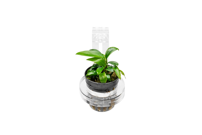 UNS Hydro Pot Holder Accessories - Buce Plant