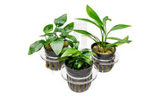 UNS Hydro Pot Holder Accessories - Buce Plant
