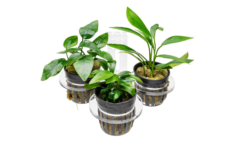 UNS Hydro Pot Holder Accessories - Buce Plant