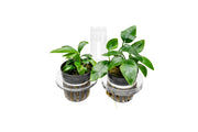 UNS Hydro Pot Holder Accessories - Buce Plant