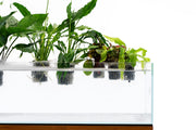 UNS Hydro Pot Holder Accessories - Buce Plant