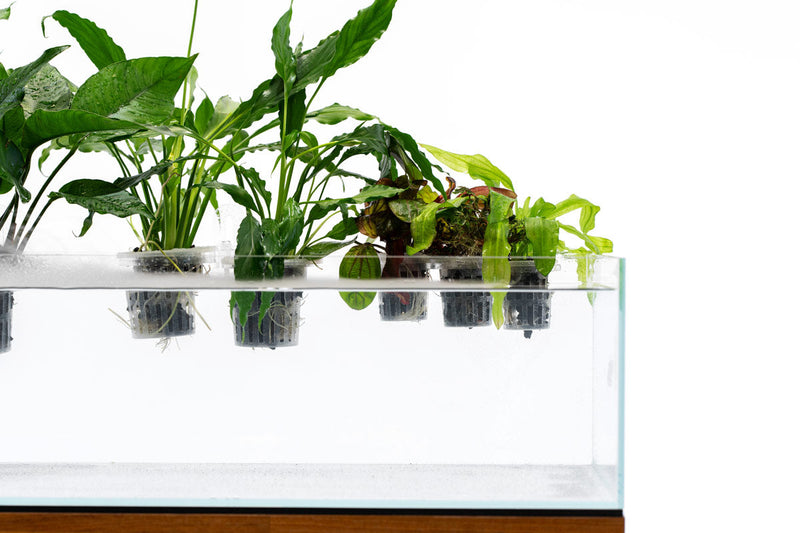 UNS Hydro Pot Holder Accessories - Buce Plant