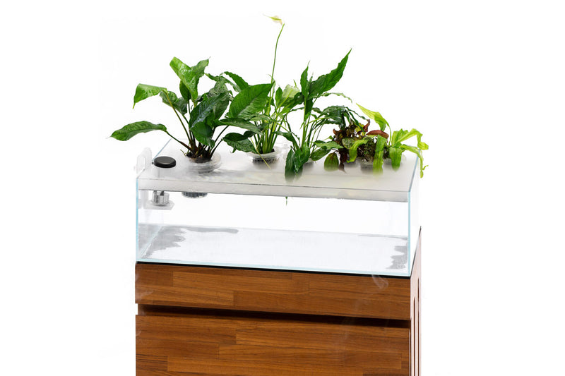 UNS Hydro Pot Holder Accessories - Buce Plant