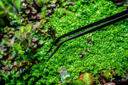 UNS Black Curved Tip Pinsettes Accessories - Buce Plant