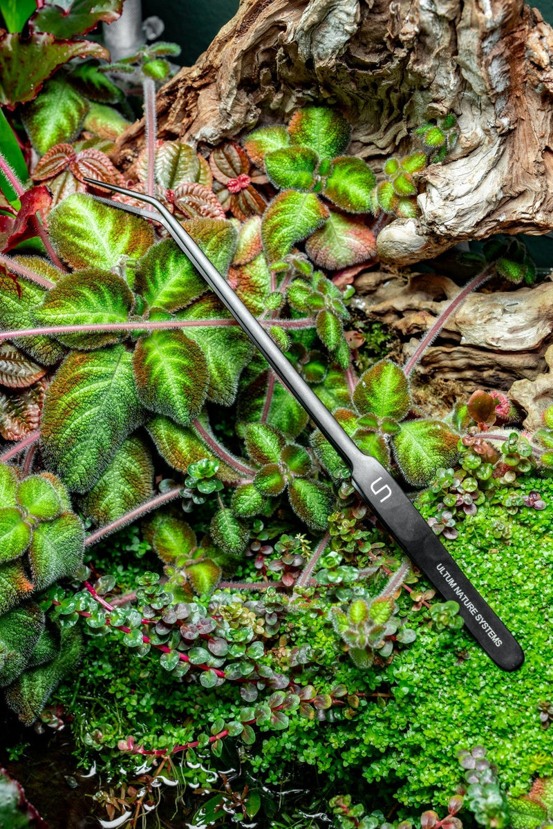UNS Black Curved Tip Pinsettes Accessories - Buce Plant