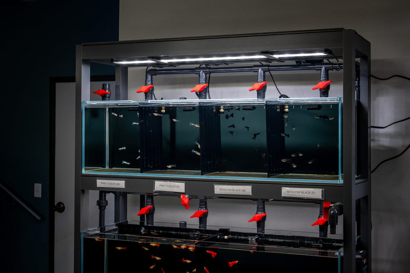 Rimless UNS Livestock Holding System tank by Ultum Nature Systems, designed for efficient livestock containment and easy cleaning.