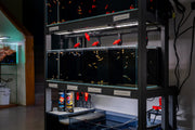 Rimless UNS Livestock Holding System by Ultum Nature Systems with clear acrylic tanks and sturdy frame for easy access and maintenance.