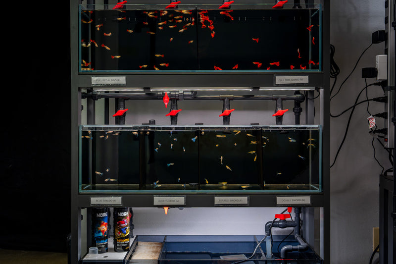 Rimless UNS Livestock Holding System by Ultum Nature Systems with clear glass tanks for aquatic animal containment.