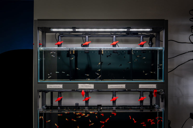 Rimless UNS Livestock Holding System tank by Ultum Nature Systems, clear acrylic tank with smooth edges for aquatic livestock.