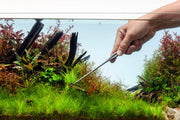 UNS Pro Aquascaping Tools - Grey Straight Pinsettes Accessories - Buce Plant