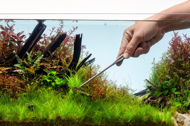 UNS Pro Aquascaping Tools - Grey Straight Pinsettes Accessories - Buce Plant