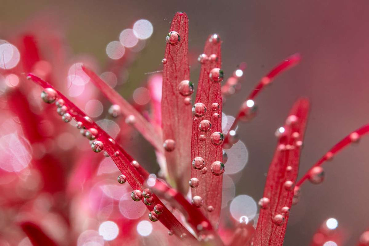 UNS Pro Inline CO2 Diffuser — Buce Plant