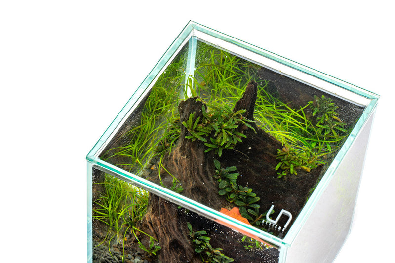 UNS Rimless Tank Glass Lids Glass Lids - Buce Plant