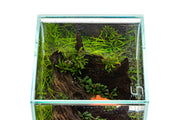 UNS Rimless Tank Glass Lids Glass Lids - Buce Plant