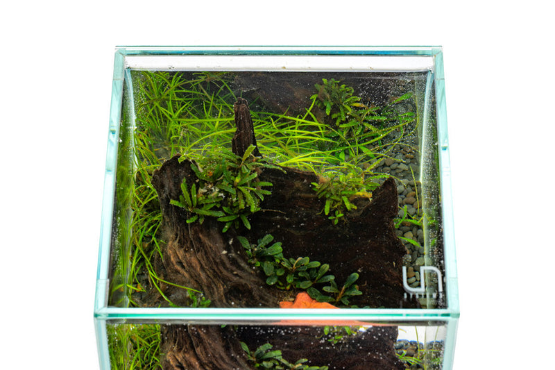UNS Rimless Tank Glass Lids Glass Lids - Buce Plant