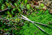 UNS Stainless Steel Spring Scissors Accessories - Buce Plant