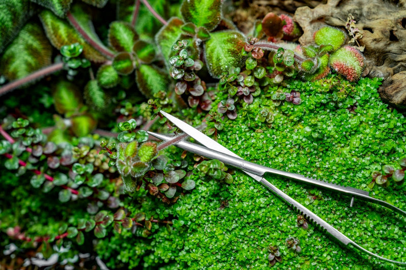 UNS Stainless Steel Spring Scissors Accessories - Buce Plant