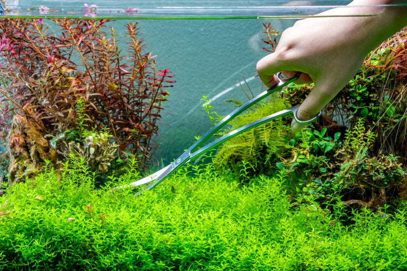 UNS Grey Wave Scissors Accessories - Buce Plant