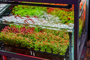 Buce Plant UNS Stem Plant Holding System 90, triple-decker plant support system for aquatic plants in an aquarium setup.