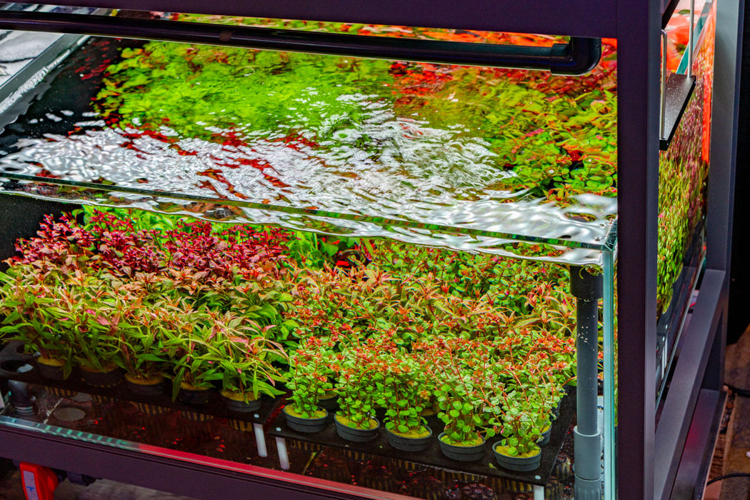 hydroponic aquarium plants UNS Stem Plant Holding System 90