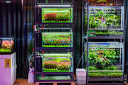 Buce Plant UNS Stem Plant Holding System 90 Triple Decker for secure aquatic plant display and organization.