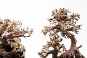 close up of branchy wood for aquariums