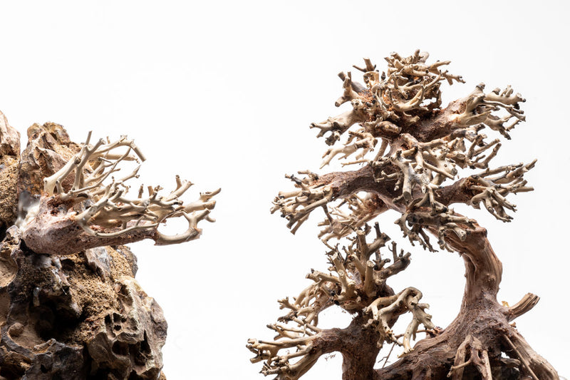 close up of branchy wood for aquariums
