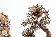 close up of wood textures