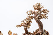 close up of wood branches on UNS Strata Pro Type 1