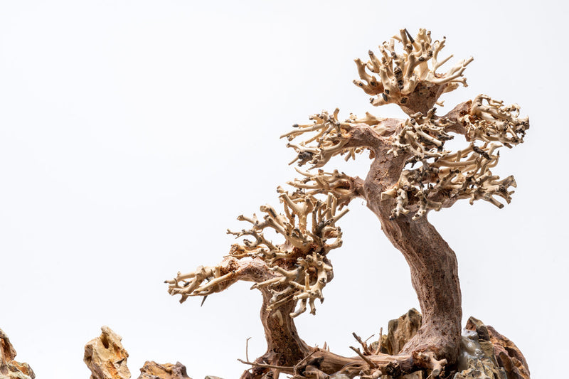 close up of wood branches on UNS Strata Pro Type 1